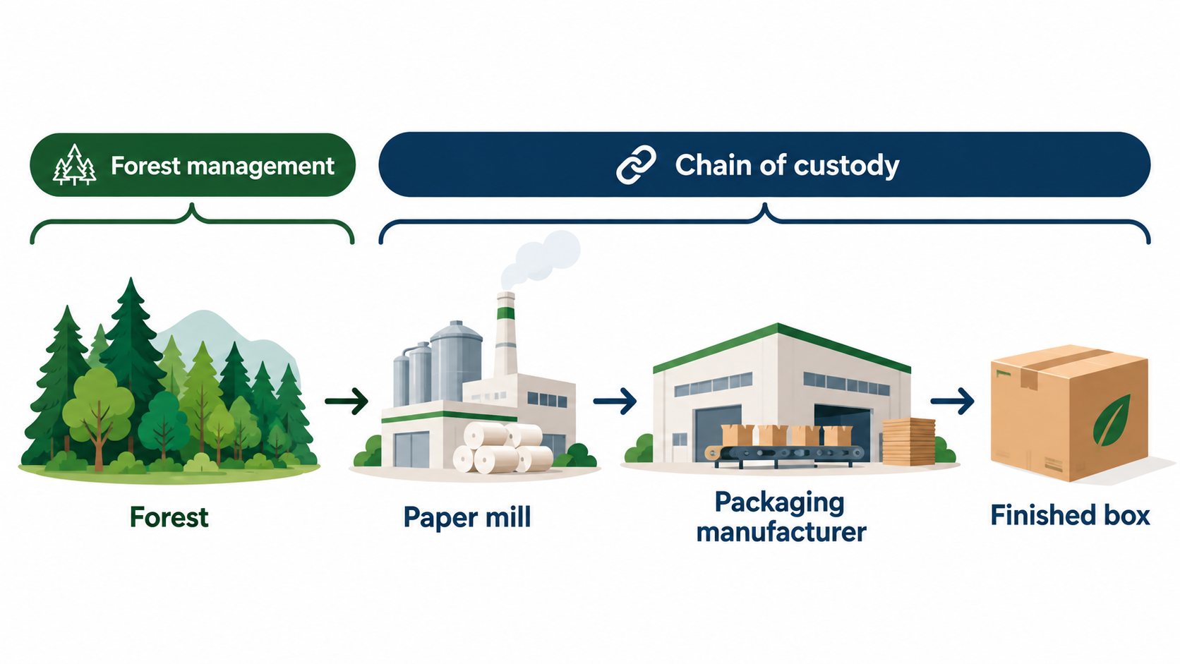 FSC certification diagram showing forest management and chain of custody from forest to finished packaging